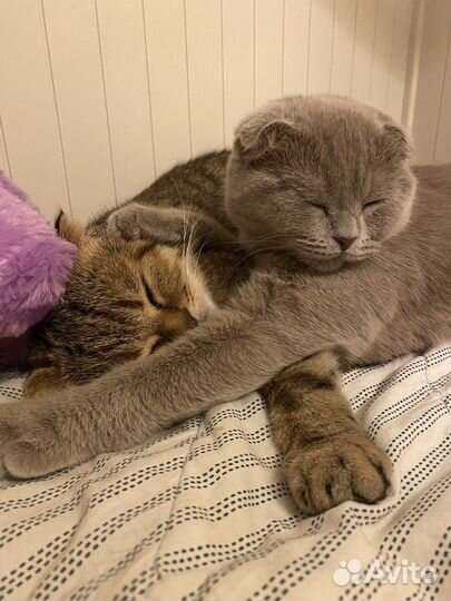 Шотландская вислоухая кошка