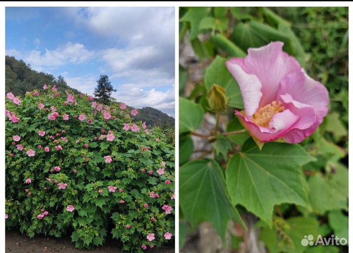 Гибискус мутабилис изменчивый