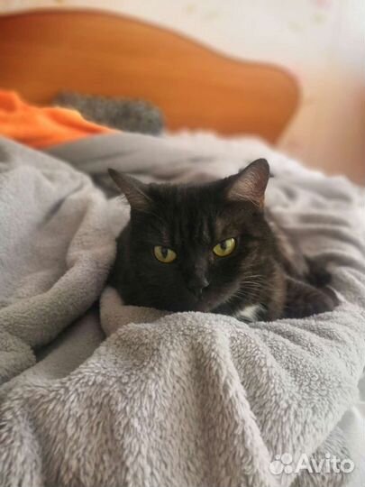 Кастрация кота/песика, стерилизация кошек/собачек