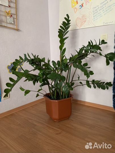 Замиокулькас