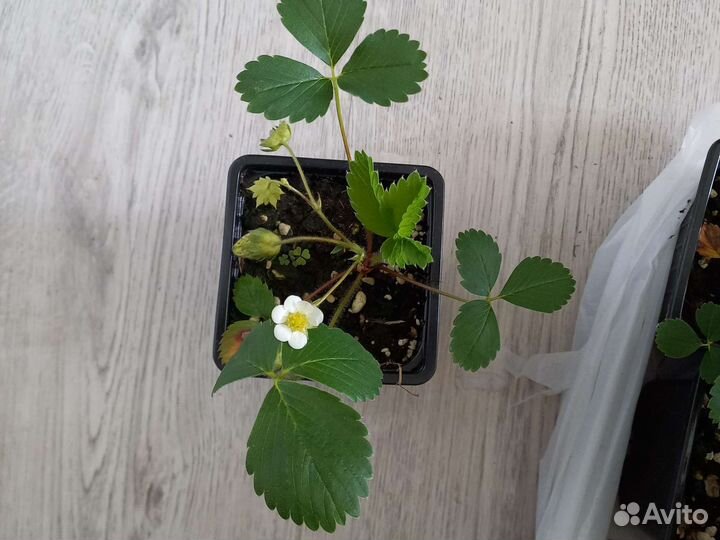 Ремонтантная земляника Гирлянда