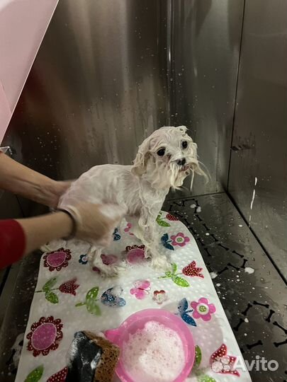 Ванна для груминга собак, вешало для туш