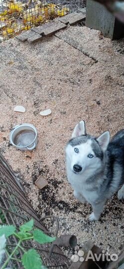 Сибирский хаски