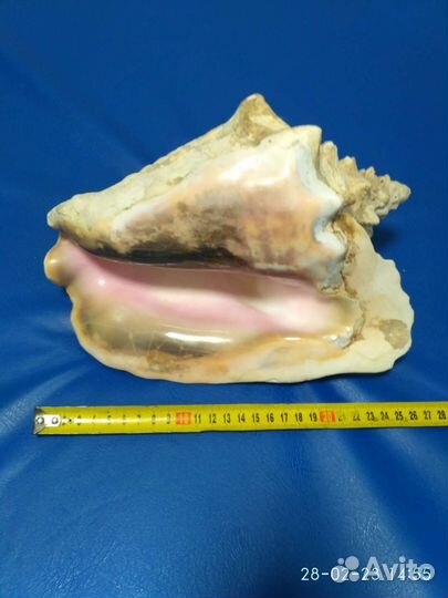 Раковины океанические привезенные с Кубы