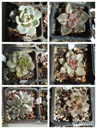 Суккуленты - листики, листовые детки, срезы