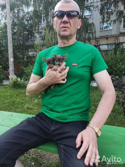 Той-терьер щенки