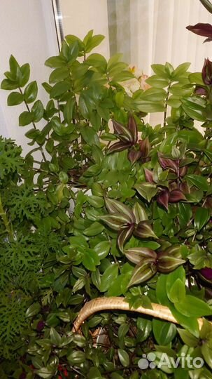 Традесканции и каллизии большие, в горшках