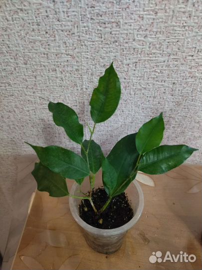 Фикус Бенджамина