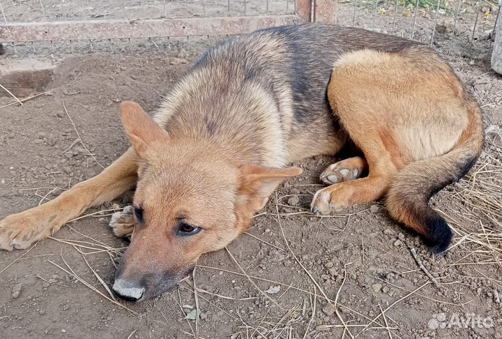 Собака в добрые руки