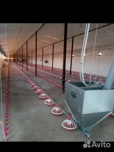 Оборудование для птичника, установка курятника