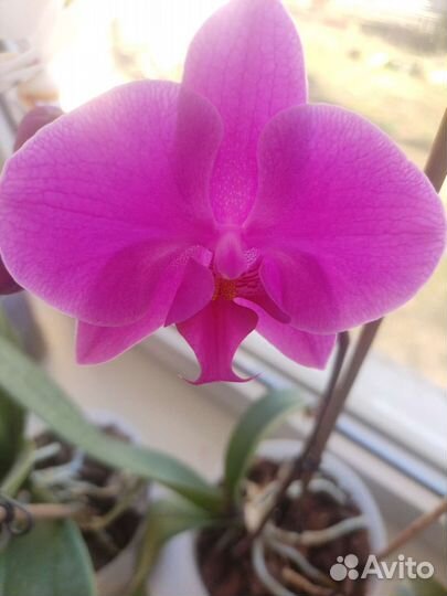 Орхидея фаленопсис