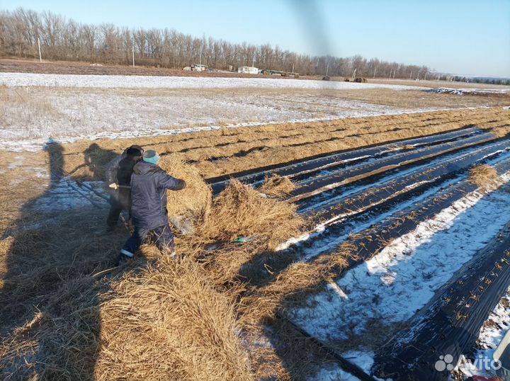 Рассада клубники (Оптом и в розницу) Предзаказ