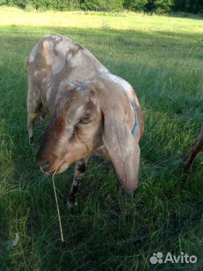 Англонубийские козочки