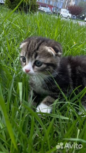 Шотландский котенок