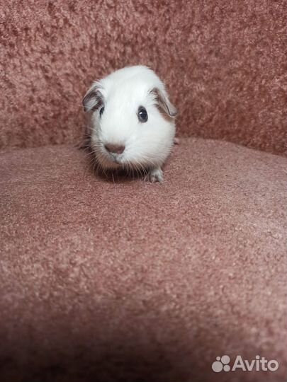 Морская свинка Калифорнийская