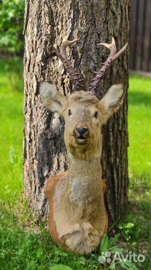 Чучело головы косули