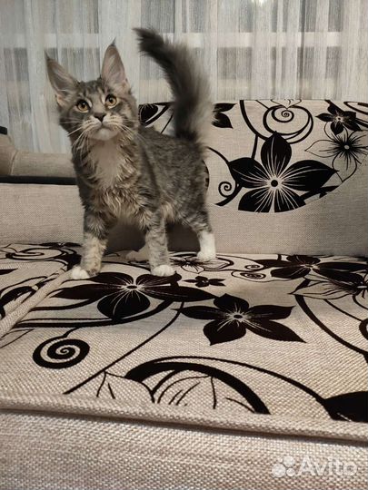 Котята мейн-кун