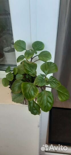 Комнатные растения цветы