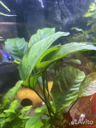 Аквариумное растение