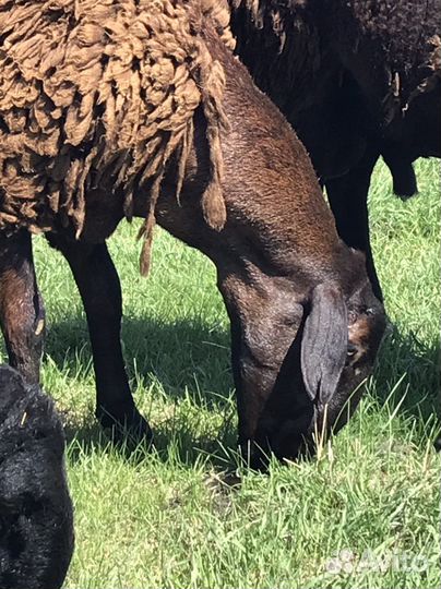 Баранчик на племя