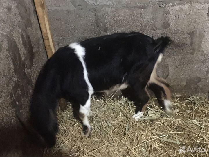 Коза дойная молочная