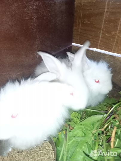 Пуховые ангорские кролики