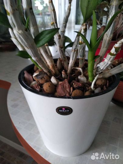 Орхидея -Бери Ода, дендрофаленопсис