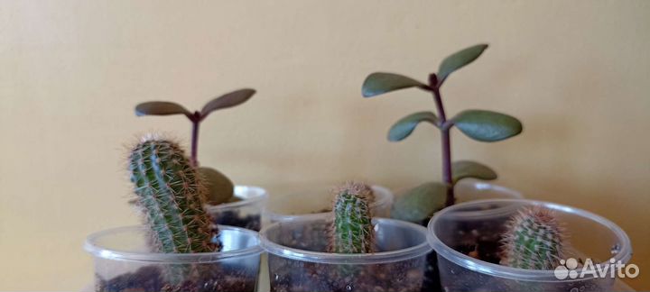 Каланхоэ, толстянка, кактус