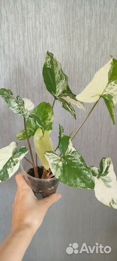 Сингониум империал вайт