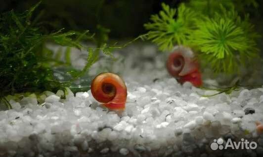 Улитки аквариумные
