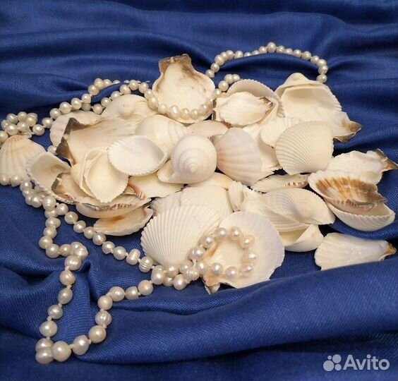 Морские ракушки