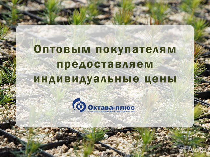 Кассеты для рассады зкс, лесовосстановление