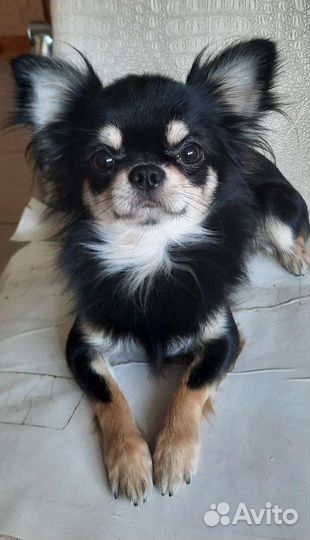 Мачо для дам