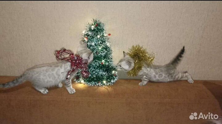 Бенгальские снежные котята