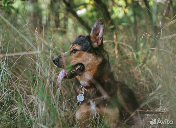 Лия очень хочет стать домашней