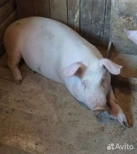 Продам хряков