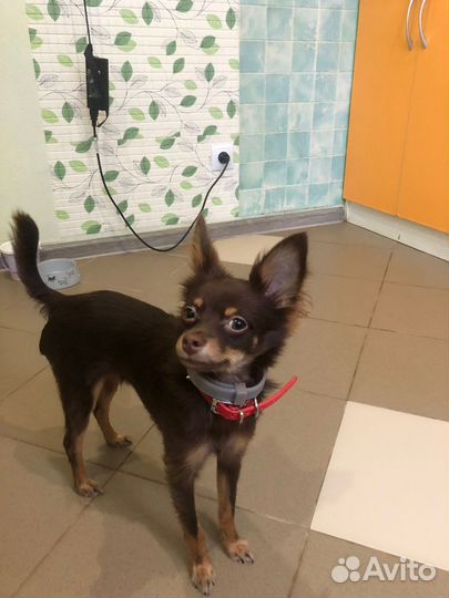 Вязка той-терьер