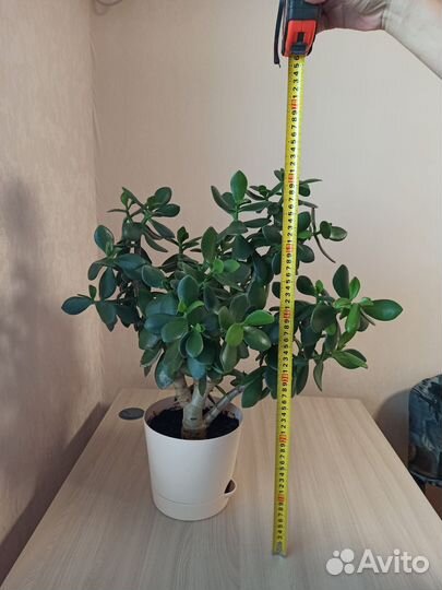 Денежное дерево толстянка