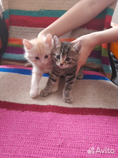 Котята