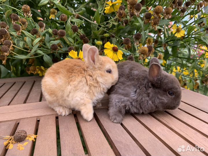 Карликовые крольчата