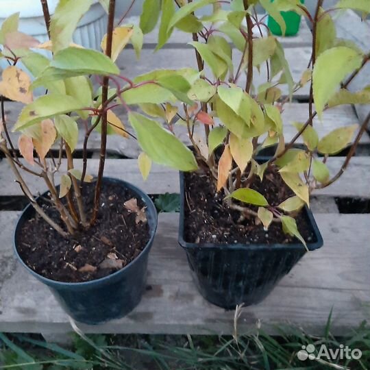 Саженцы метельчатой гортензии Фантом