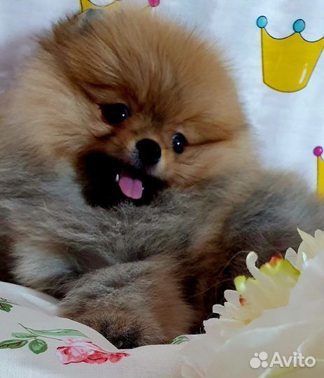 Продам щенка шпица