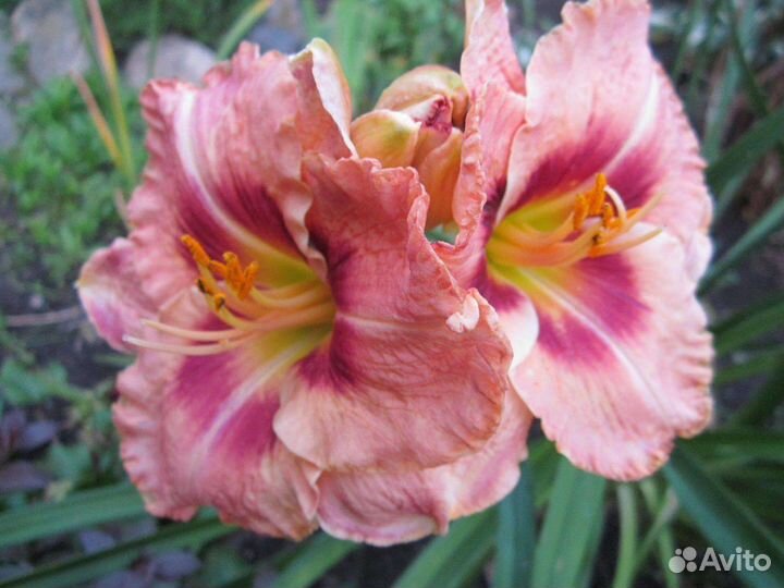 Ирис,лилейник, хосты, астра многолетняя,хризантемы