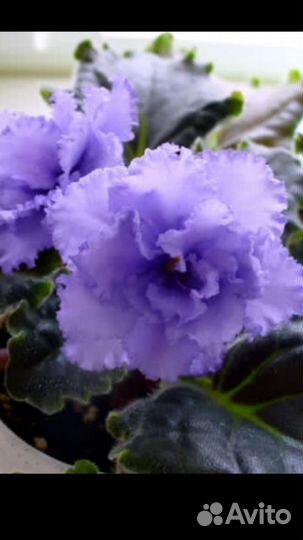 Фиалка сортовая