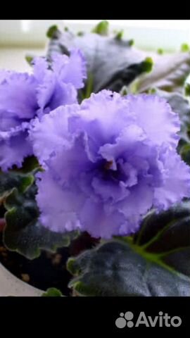 Фиалка сортовая