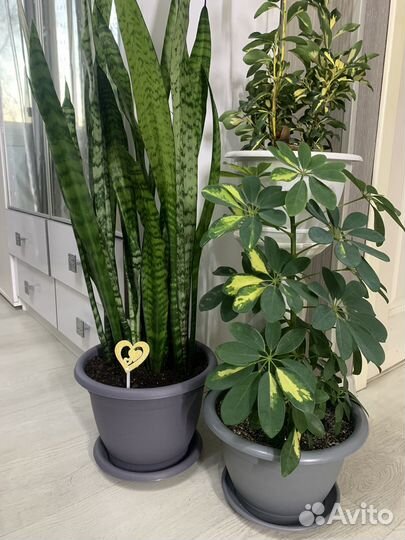 Сансевиерия, шефлера, бересклет японский