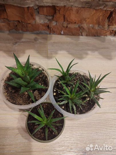 Гастерия.Хавортия.Хлорофитум