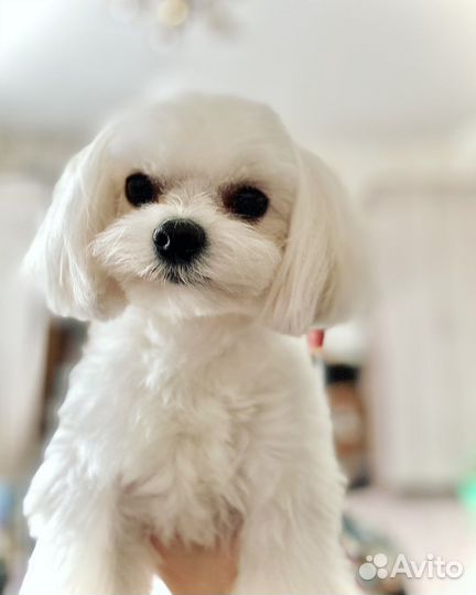 Мальтезе вязка (случка)