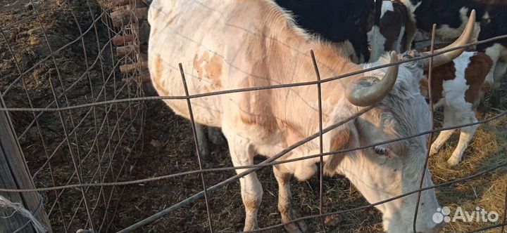 Продажа дойных коров