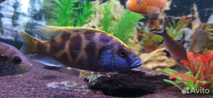 Малавийские цихлиды Золотой леопард